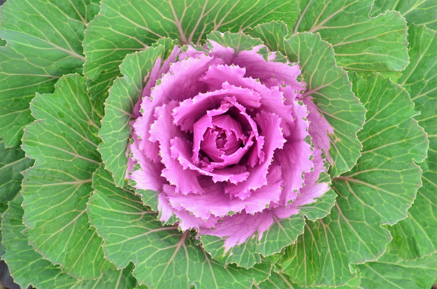 Cabbage Osaka Iq Pink Bicolor - View 4 from www redcrocus com