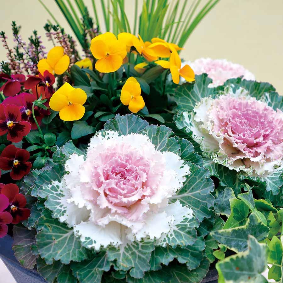 Cabbage Osaka Iq Pink Bicolor - View 5 from www redcrocus com