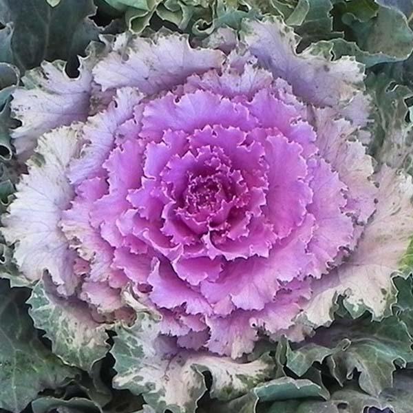Cabbage Osaka Iq Pink Bicolor - View 6 from www redcrocus com