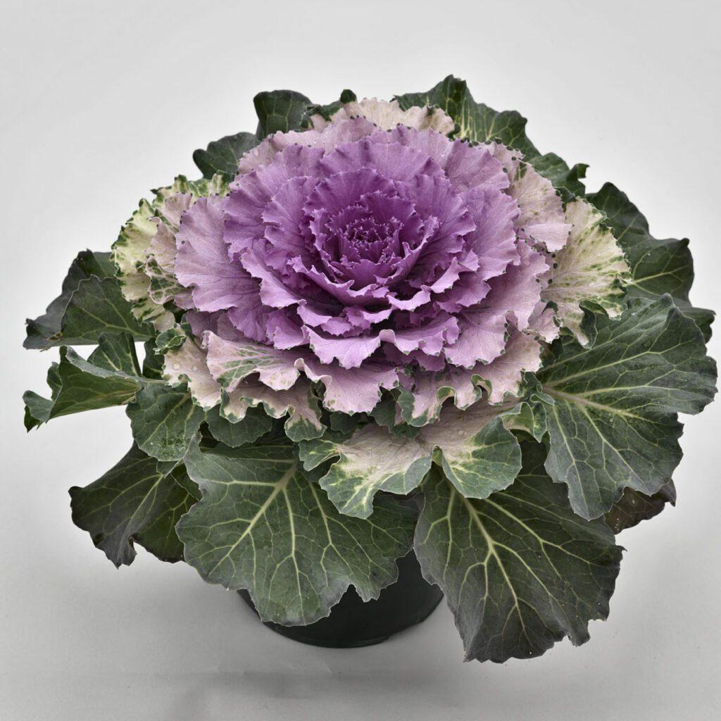 Cabbage Osaka Iq Pink Bicolor - View 8 from www redcrocus com