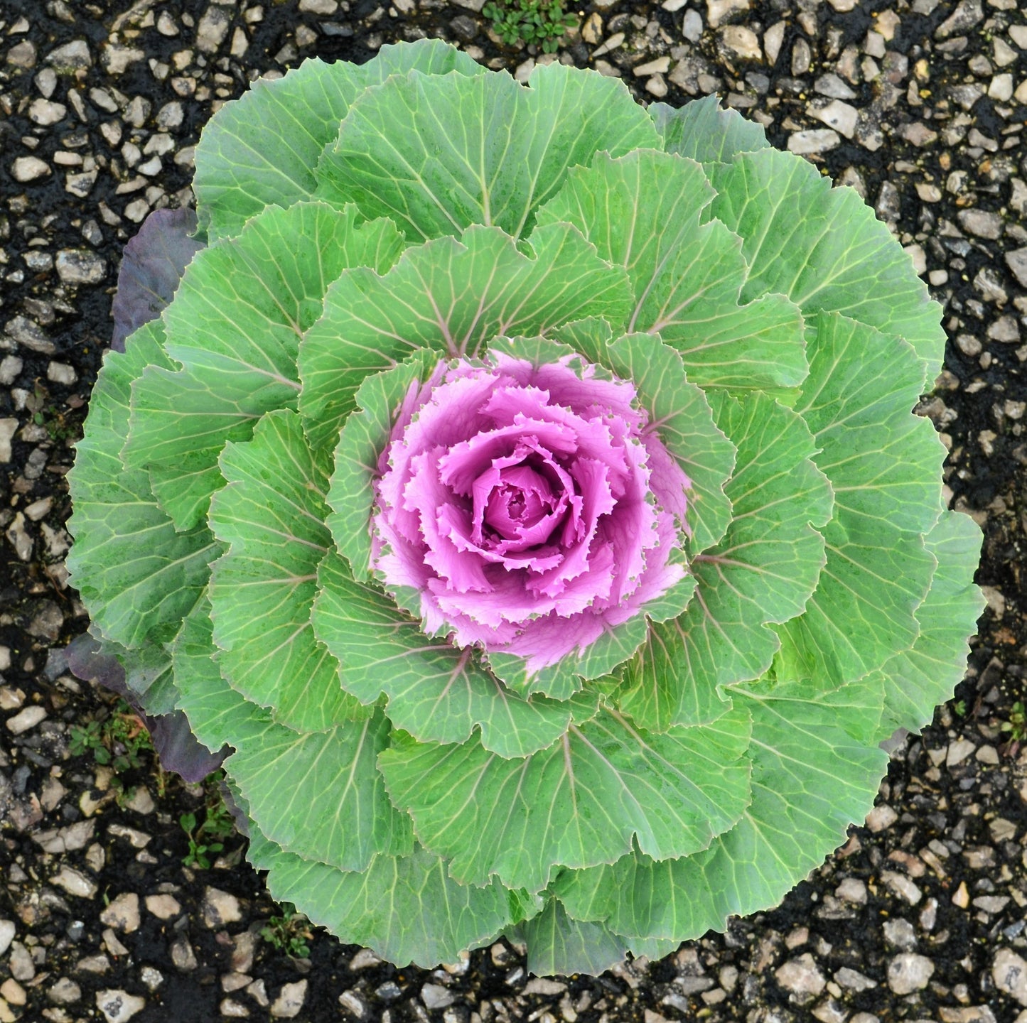 Cabbage Osaka Iq Pink Bicolor - View 9 from www redcrocus com
