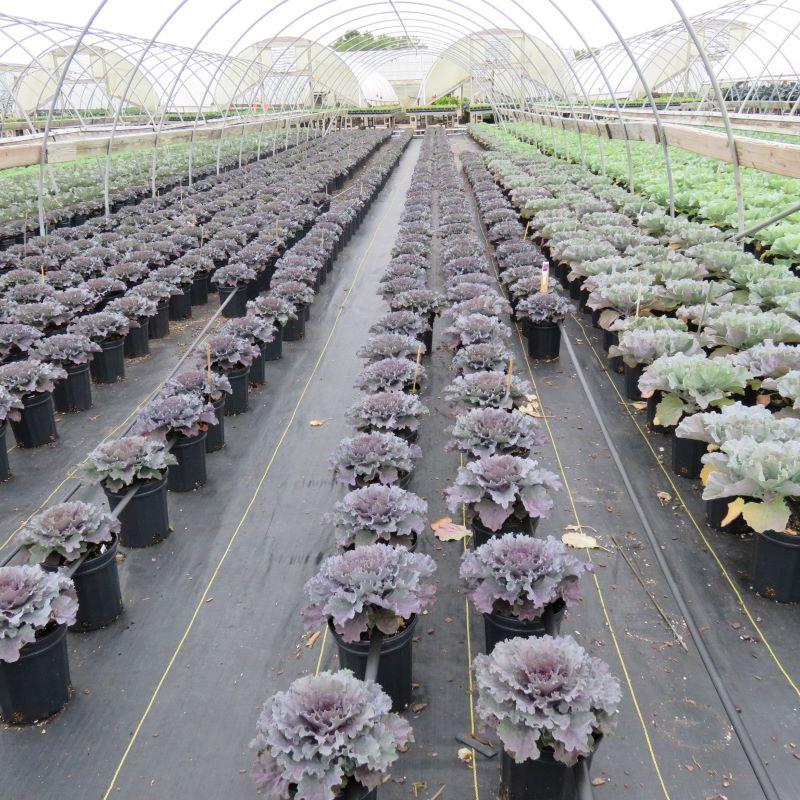 Cabbage Osaka Iq Red - View 11 from www redcrocus com