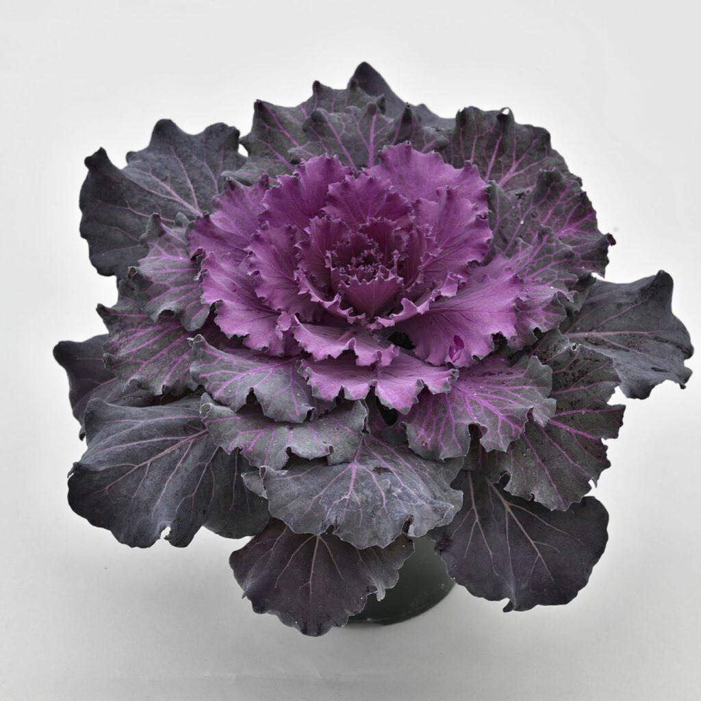 Cabbage Osaka Iq Red - View 12 from www redcrocus com