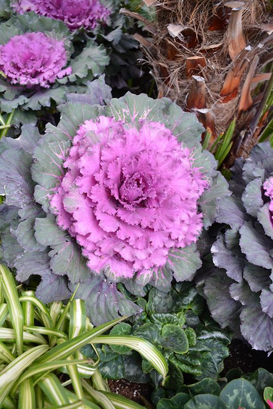 Cabbage Osaka Iq Red - View 13 from www redcrocus com