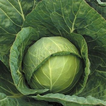Cabbage Osaka Iq Red - View 14 from www redcrocus com