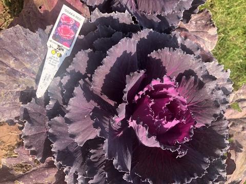 Cabbage Osaka Iq Red - View 16 from www redcrocus com