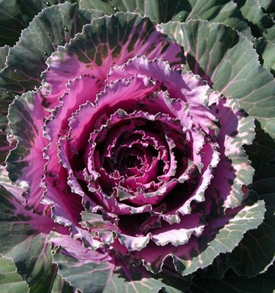 Cabbage Osaka Iq Red - View 17 from www redcrocus com