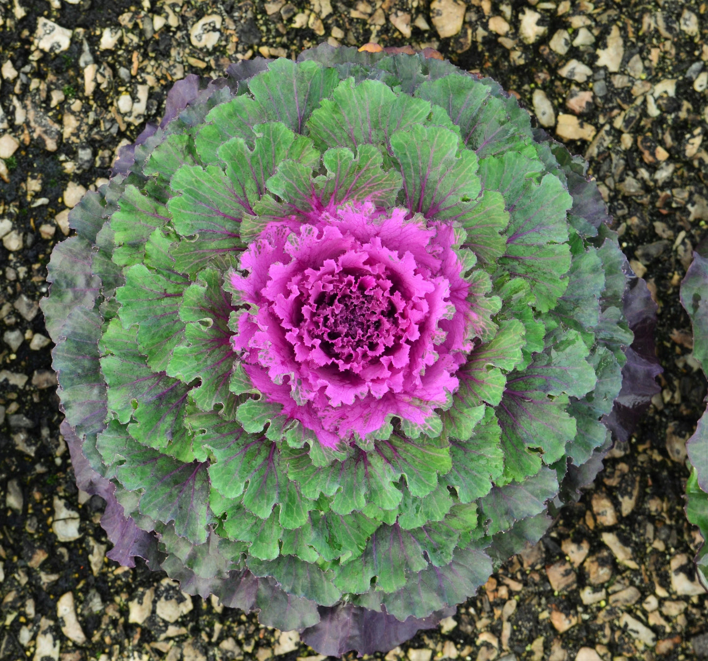 Cabbage Osaka Iq Red - View 2 from www redcrocus com
