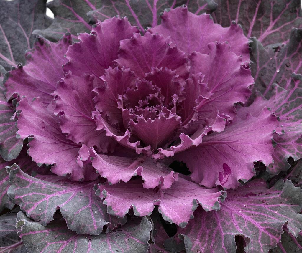 Cabbage Osaka Iq Red - View 4 from www redcrocus com