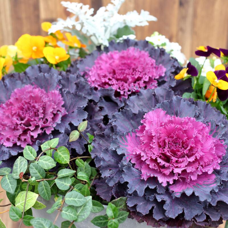 Cabbage Osaka Iq Red - View 5 from www redcrocus com