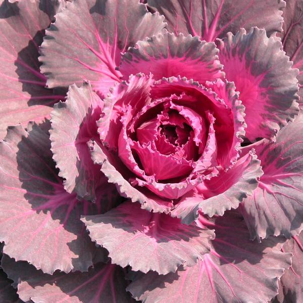 Cabbage Osaka Iq Red - View 6 from www redcrocus com