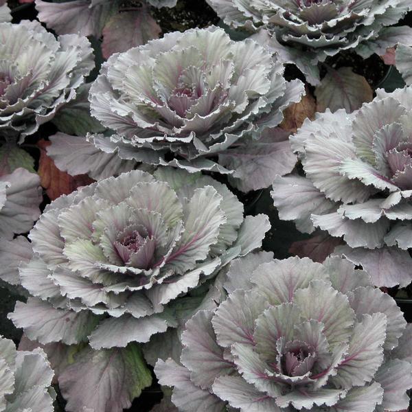 Cabbage Osaka Iq Red - View 7 from www redcrocus com