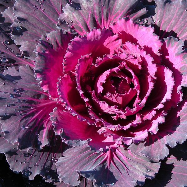 Cabbage Osaka Iq Red - View 8 from www redcrocus com