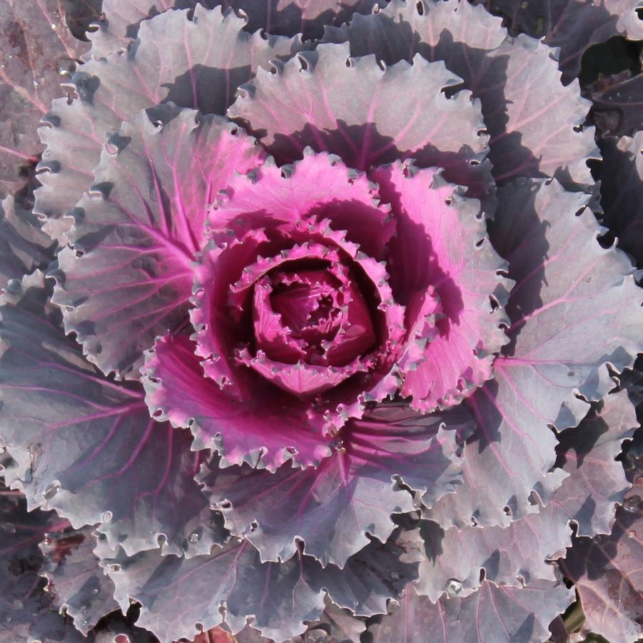 Cabbage Osaka Iq Red - View 9 from www redcrocus com