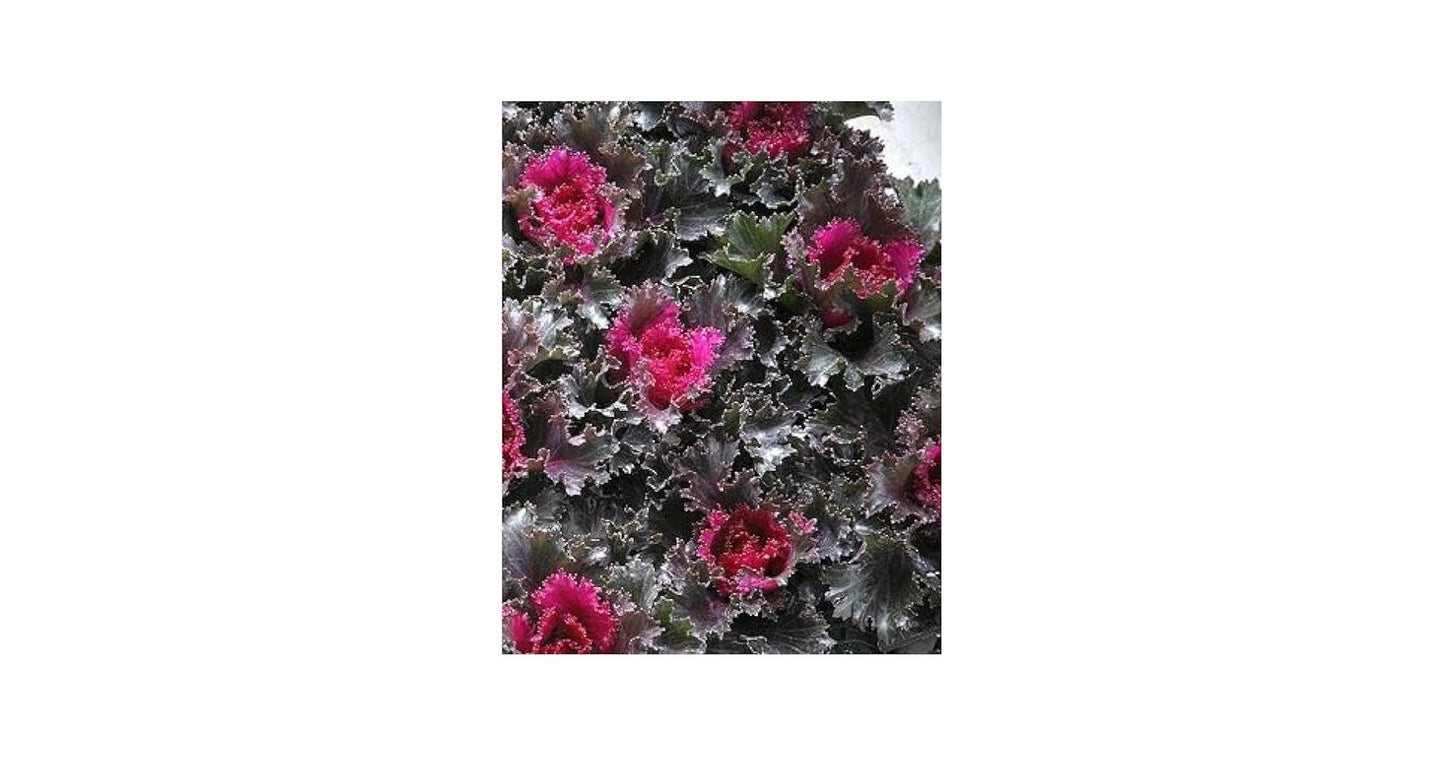 Kale 'crystal Deep Red' - View 10 from www redcrocus com