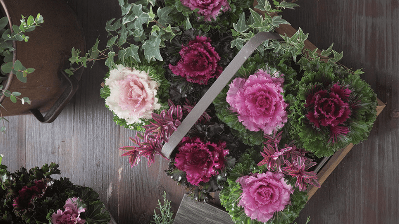Kale 'crystal Deep Red' - View 11 from www redcrocus com