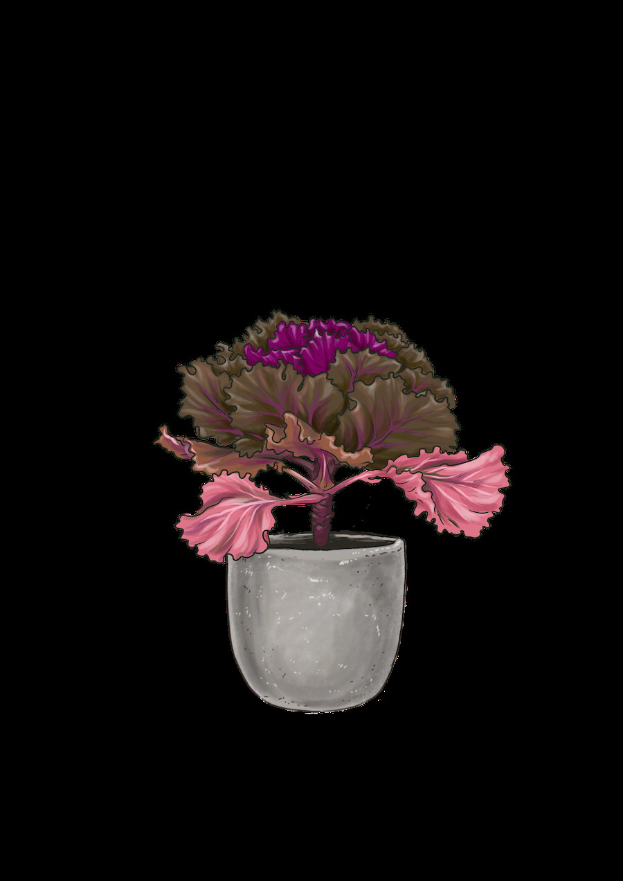 Kale 'crystal Deep Red' - View 13 from www redcrocus com