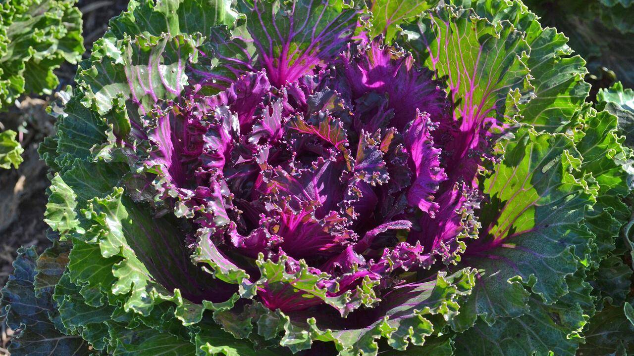 Kale 'crystal Deep Red' - View 14 from www redcrocus com
