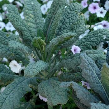Kale 'crystal Deep Red' - View 17 from www redcrocus com