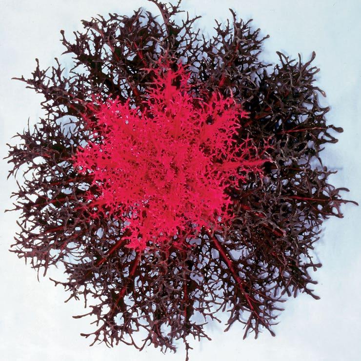 Kale 'crystal Deep Red' - View 18 from www redcrocus com