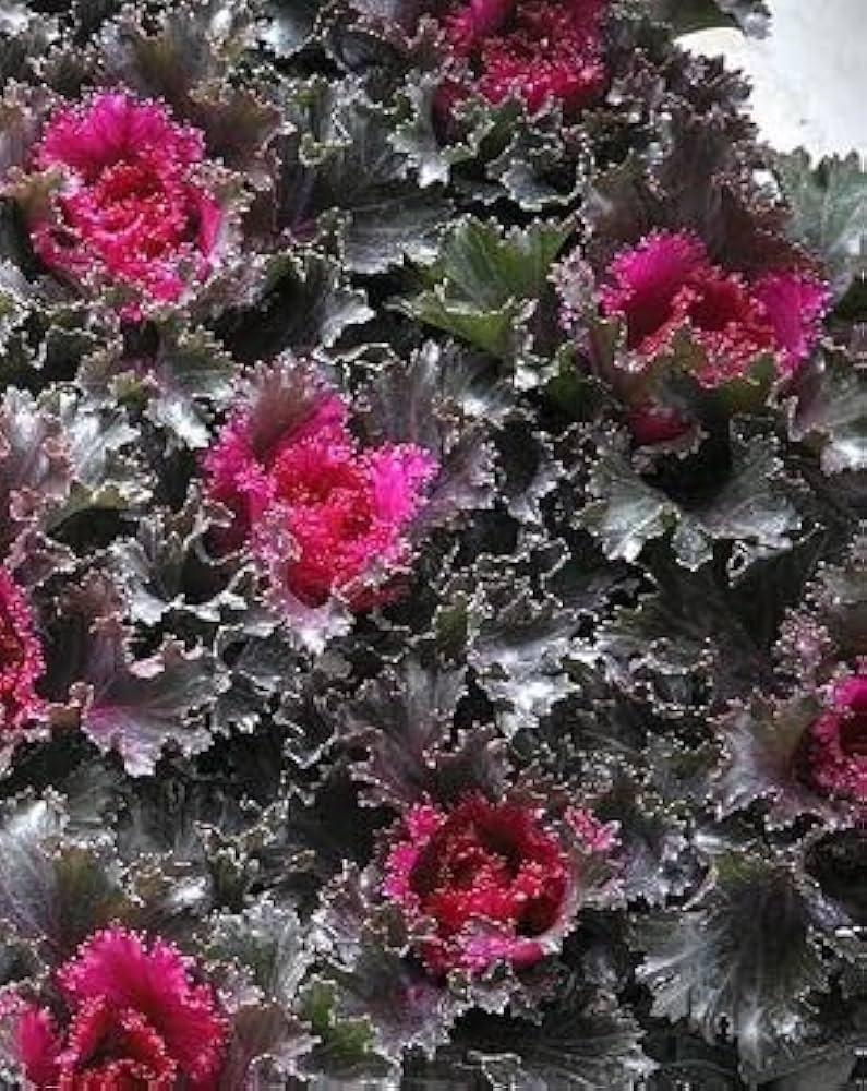 Kale 'crystal Deep Red' - View 5 from www redcrocus com
