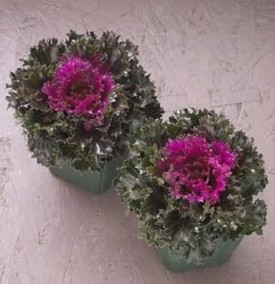 Kale 'crystal Deep Red' - View 8 from www redcrocus com