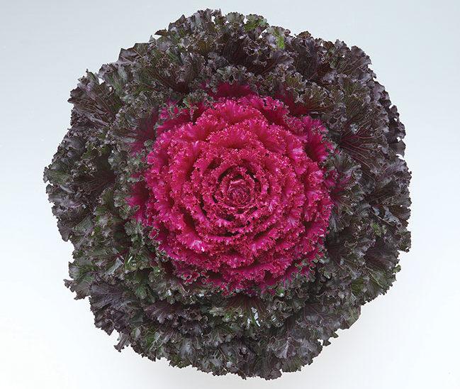 Kale Crystal Pink - View 10 from www redcrocus com