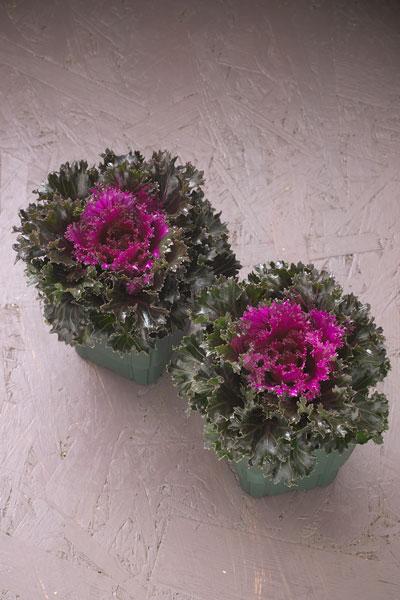 Kale Crystal Pink - View 17 from www redcrocus com