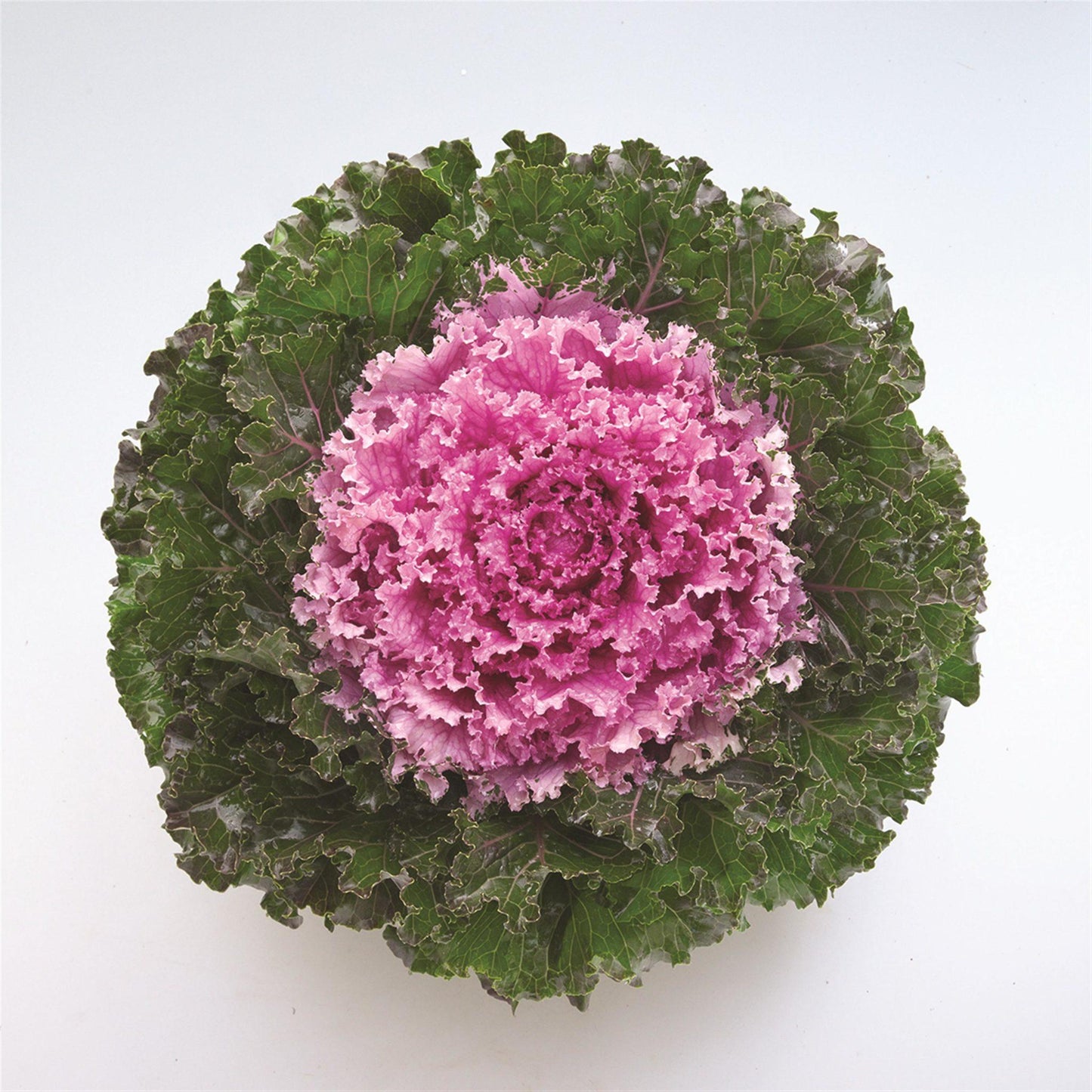 Kale Crystal Pink - View 1 from www redcrocus com