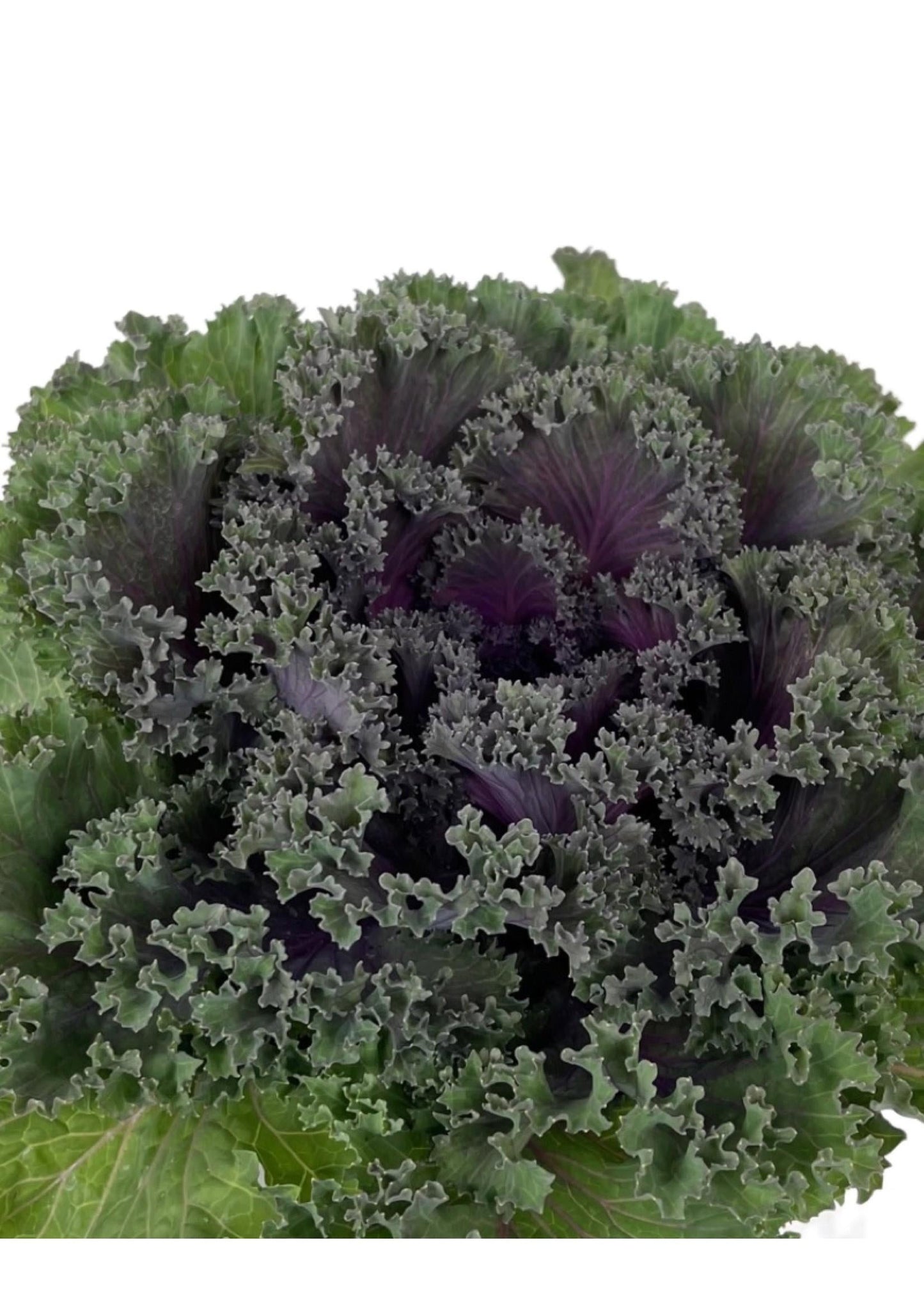 Kale Kamome Bright Red - View 11 from www redcrocus com