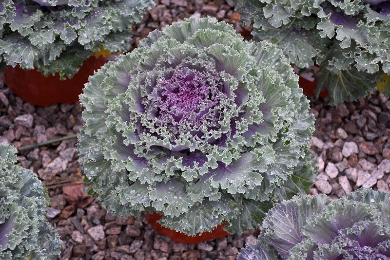 Kale Kamome Bright Red - View 13 from www redcrocus com