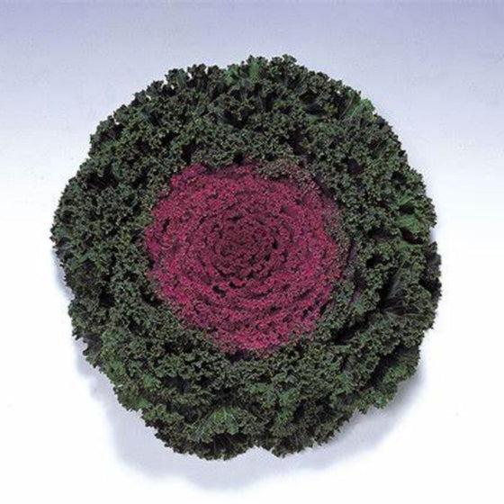 Kale Kamome Bright Red - View 14 from www redcrocus com