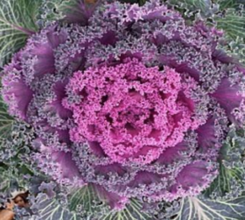 Kale Kamome Bright Red - View 15 from www redcrocus com