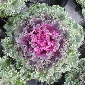 Kale Kamome Bright Red - View 16 from www redcrocus com