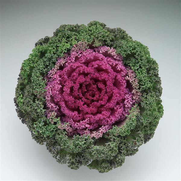 Kale Kamome Bright Red - View 2 from www redcrocus com