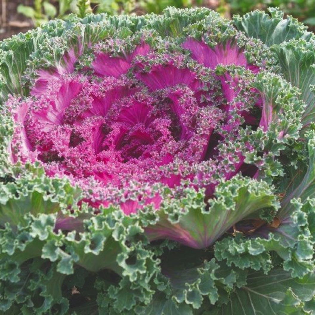Kale Kamome Bright Red - View 3 from www redcrocus com