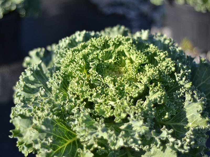 Kale Kamome Bright White - View 13 from www redcrocus com