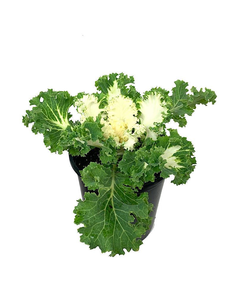 Kale Kamome Bright White - View 14 from www redcrocus com