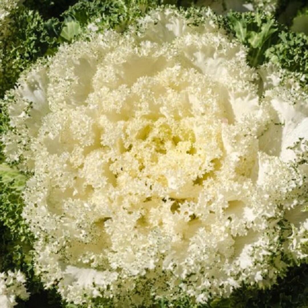 Kale Kamome Bright White - View 16 from www redcrocus com