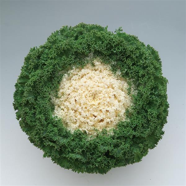 Kale Kamome Bright White - View 17 from www redcrocus com