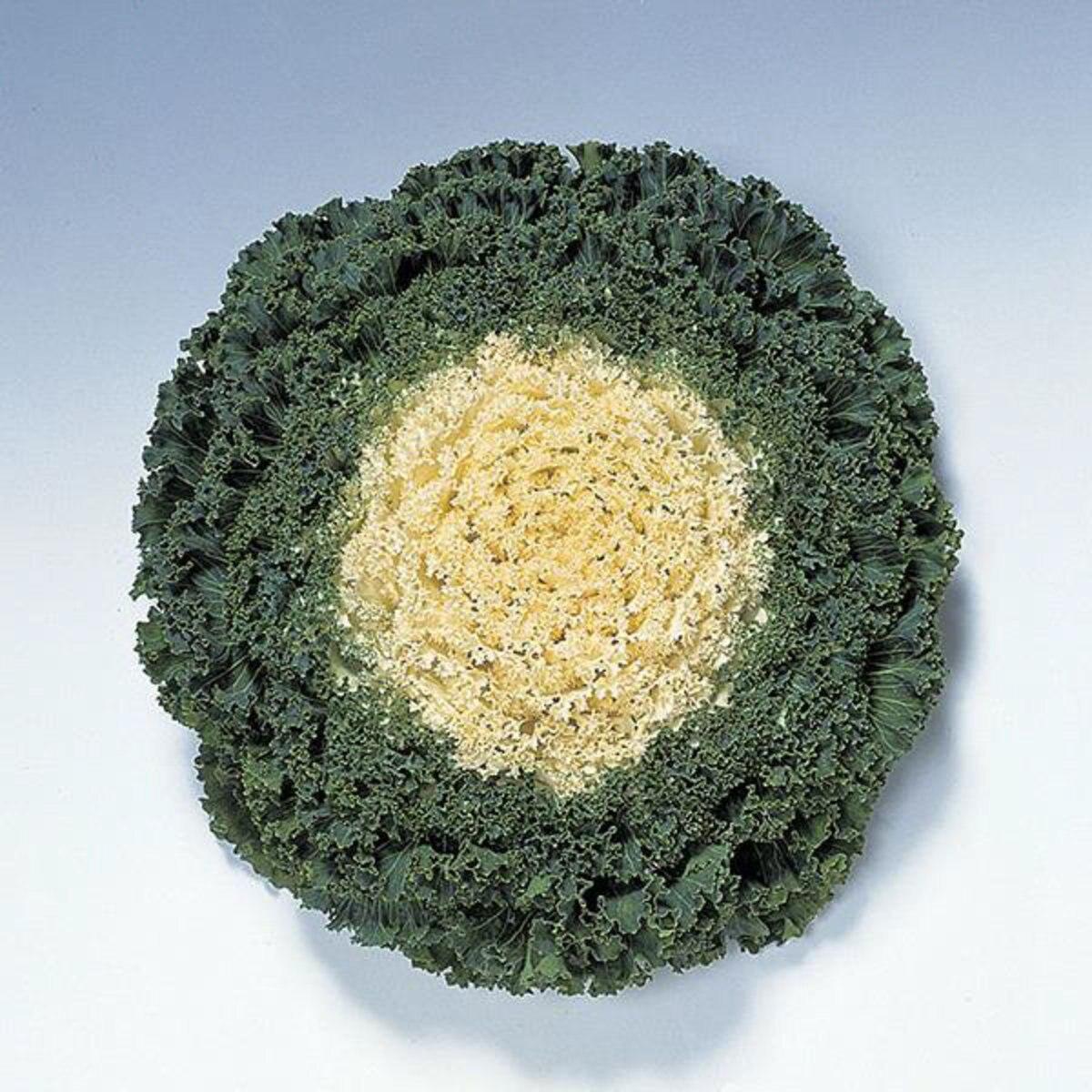 Kale Kamome Bright White - View 18 from www redcrocus com