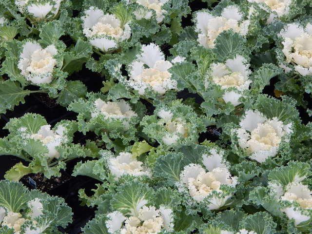 Kale Kamome Bright White - View 2 from www redcrocus com