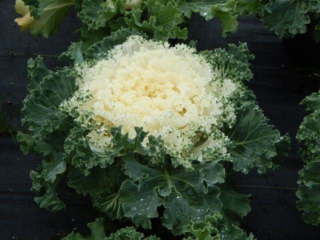 Kale Kamome Bright White - View 3 from www redcrocus com