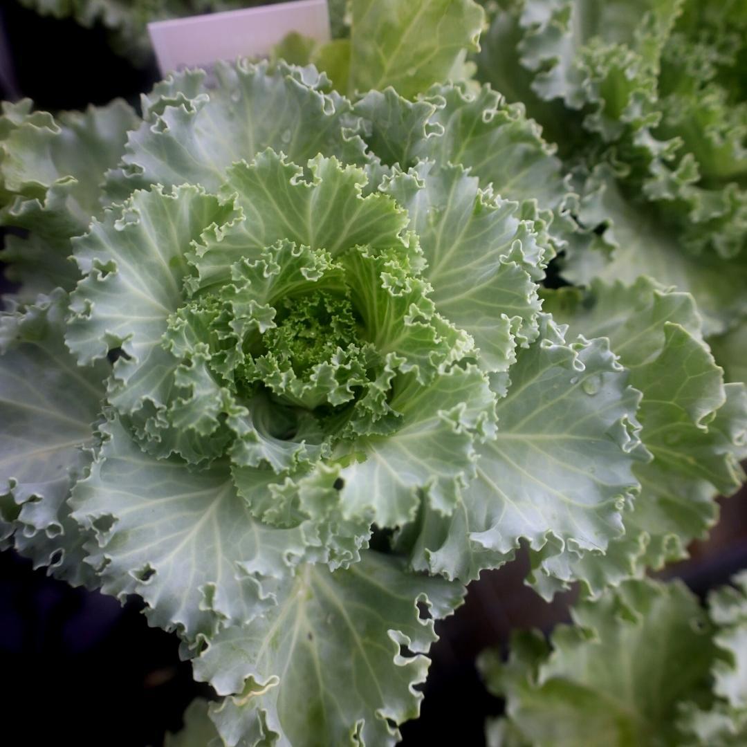 Kale Kamome Bright White - View 4 from www redcrocus com