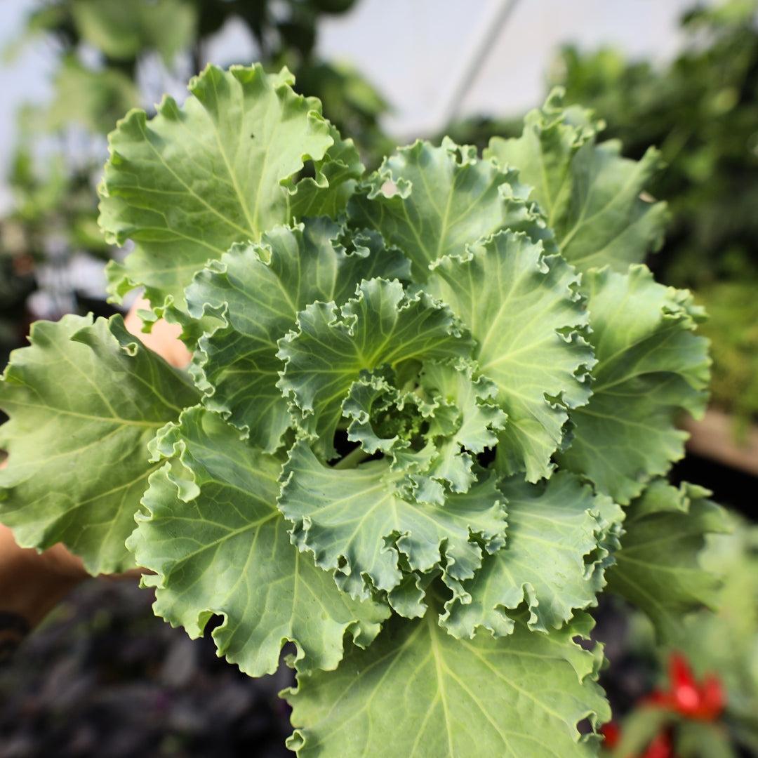 Kale Kamome Bright White - View 6 from www redcrocus com