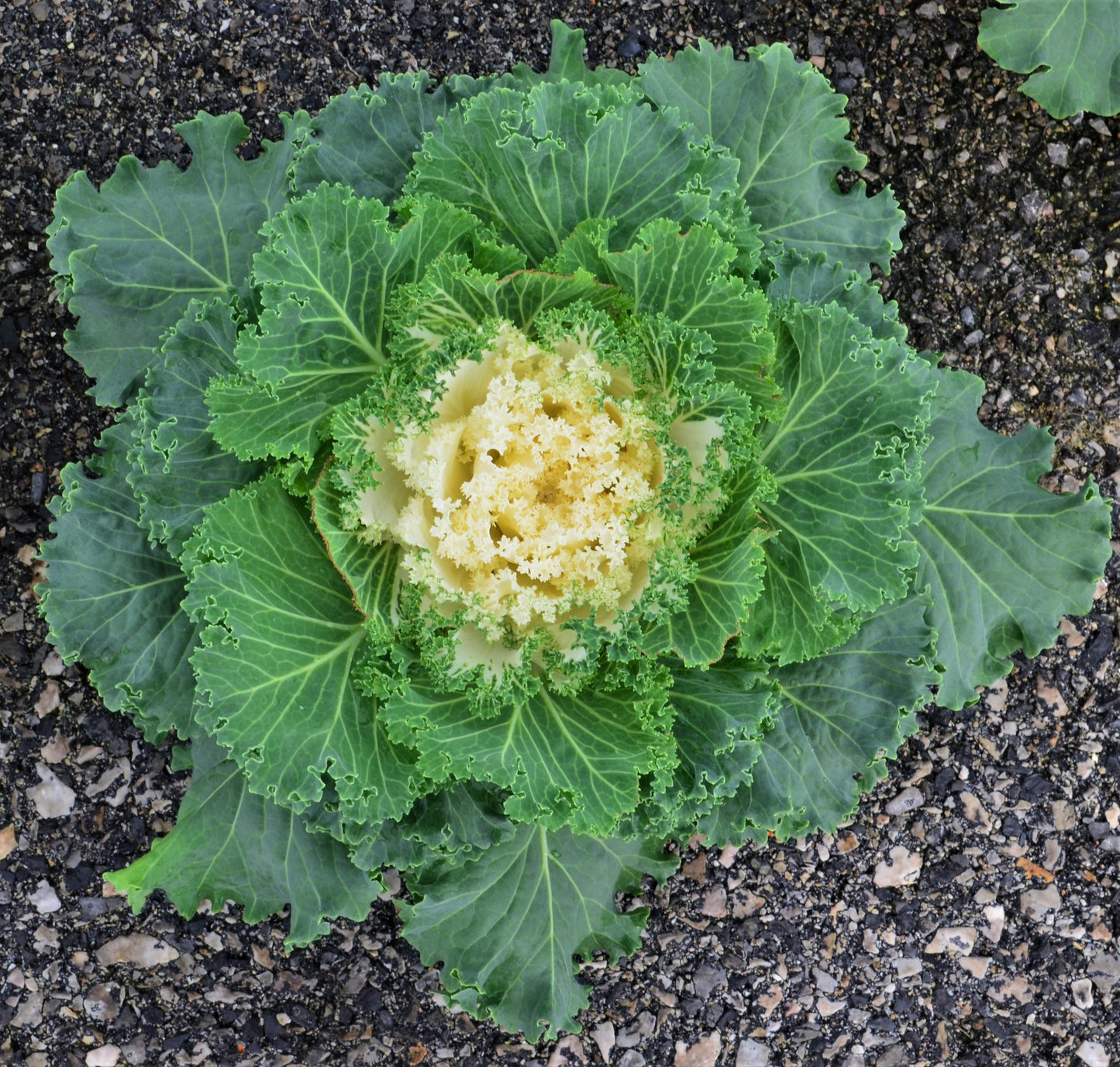 Kale Kamome Bright White - View 7 from www redcrocus com