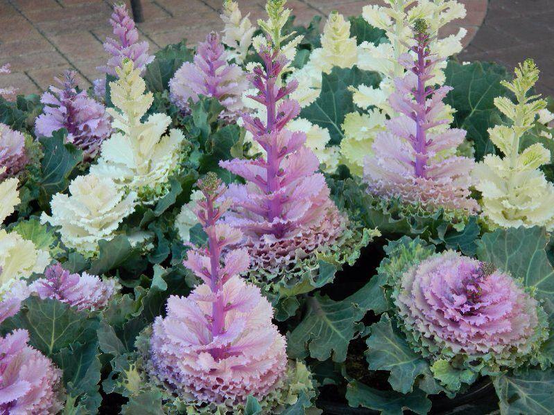 Kale Kamome Bright White - View 8 from www redcrocus com