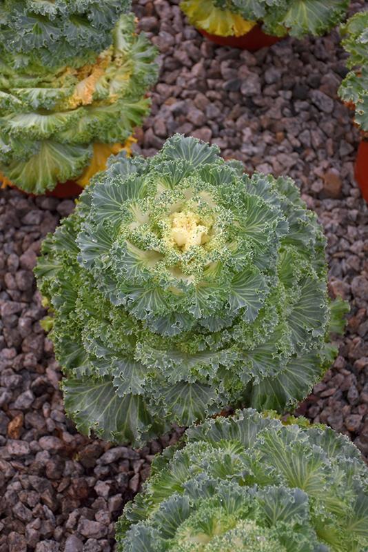 Kale Kamome Bright White - View 9 from www redcrocus com