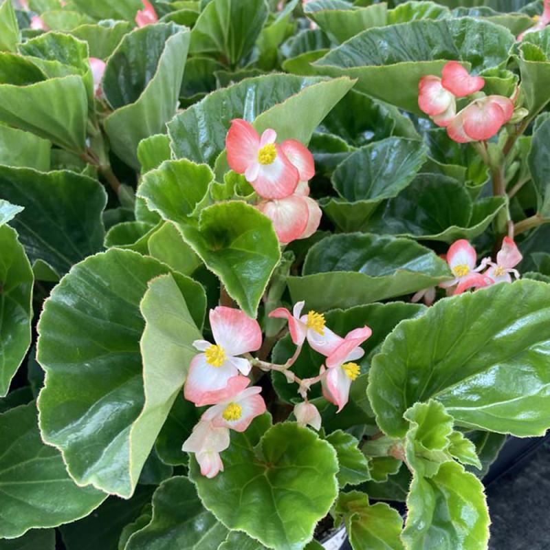 Begonia Megawatt Rose With Green Leaf - View 10 from www redcrocus com