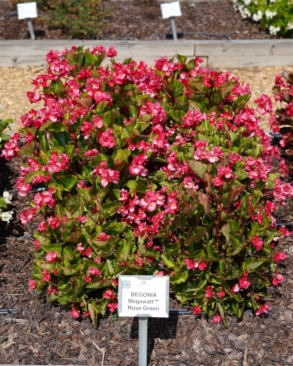 Begonia Megawatt Rose With Green Leaf - View 11 from www redcrocus com